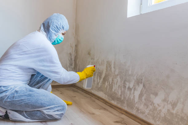 Licensed Black Mold Removal service in Lilly, PA - WQB Mold Removal