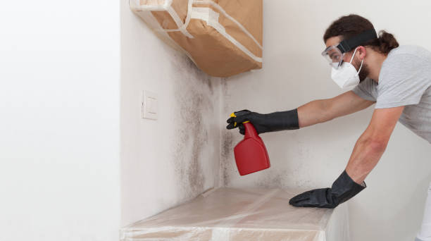 Professional Black Mold Removal technician working in Lilly, PA