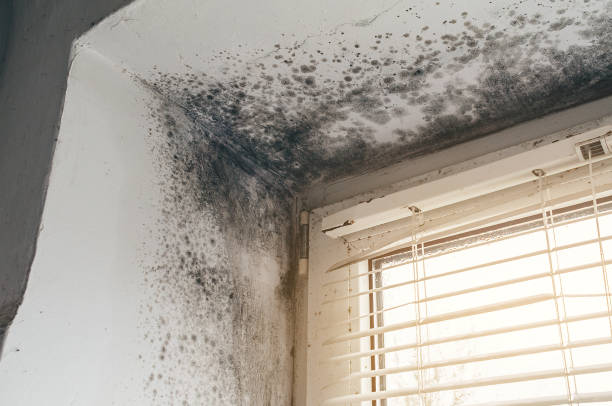 Affordable Black Mold Removal solutions in Lilly, PA