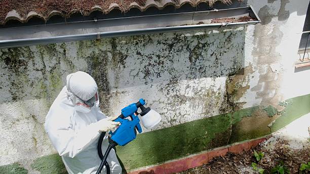 Top rated local Black Mold Removal specialists in Lilly, PA